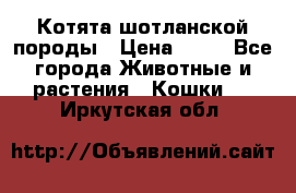 Котята шотланской породы › Цена ­ 40 - Все города Животные и растения » Кошки   . Иркутская обл.